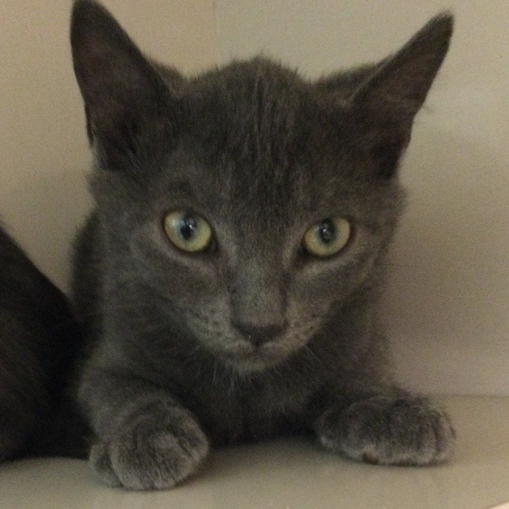 Basil (yellow collar) - Domestic Shorthair