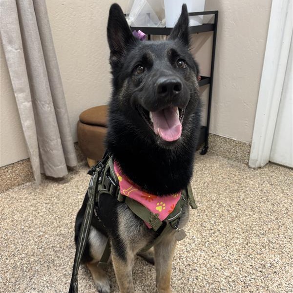 ISABELLA - Shepherd, German / Husky available for adoption