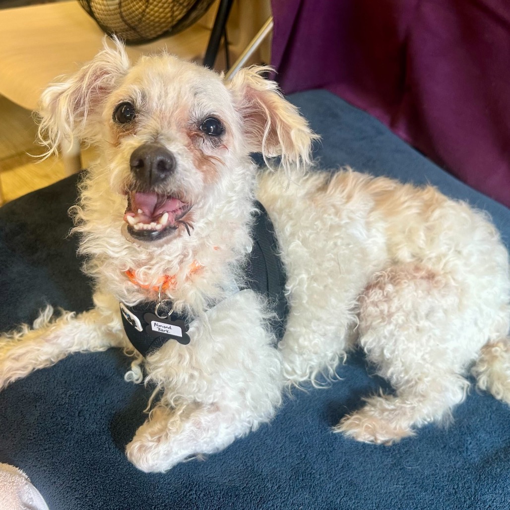 Almond Bark 13863 — thumbnail 3