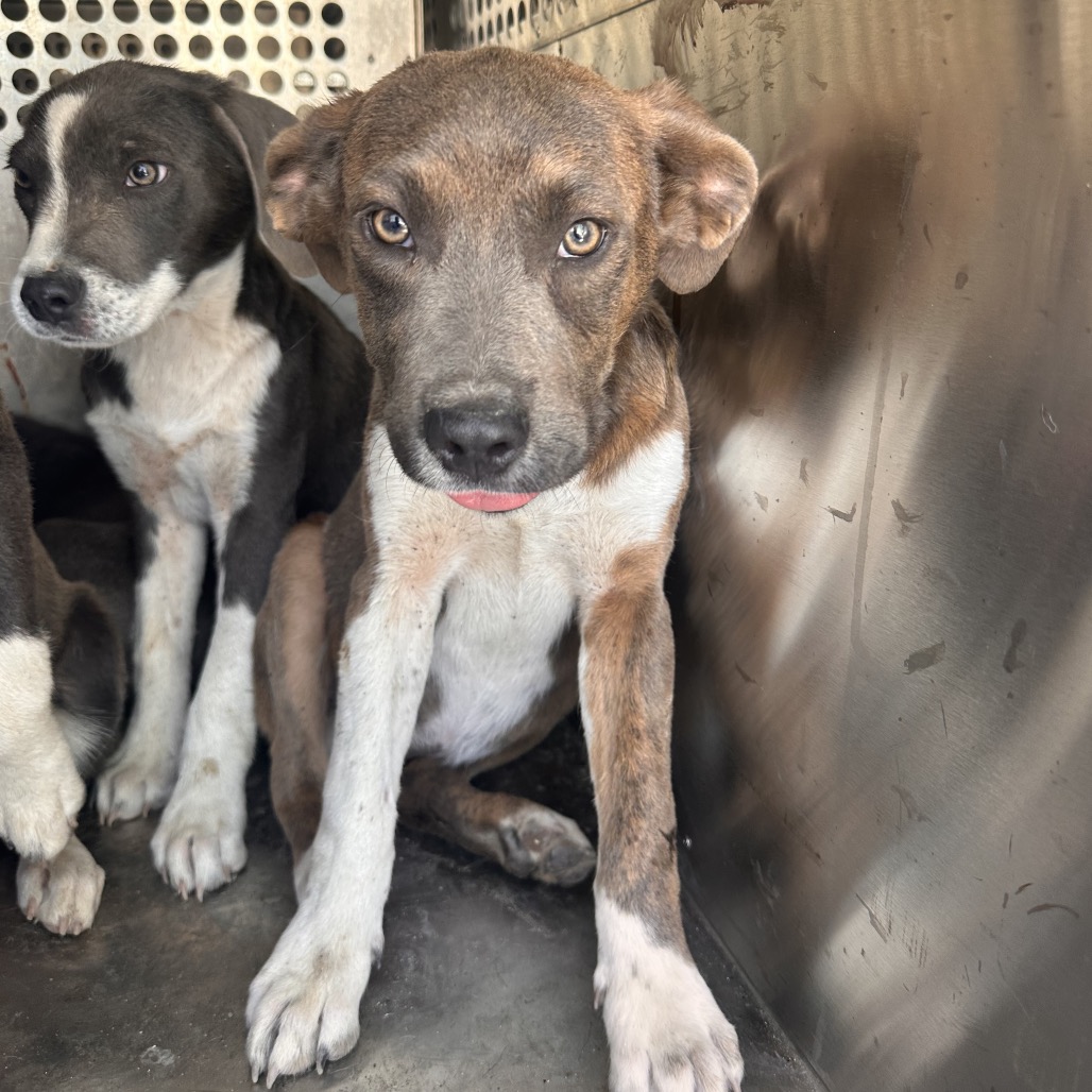 STORMY - Terrier / Pit Bull available for adoption