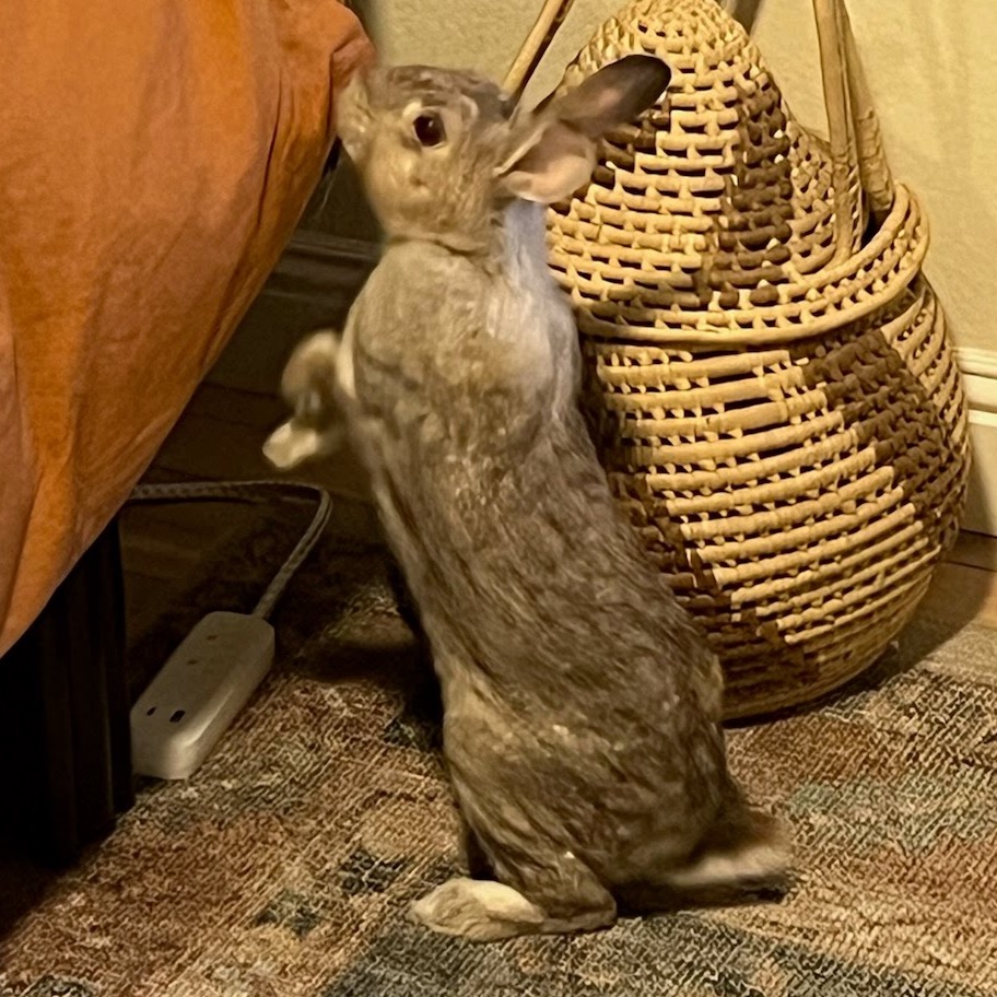 Acorn, photo 4
