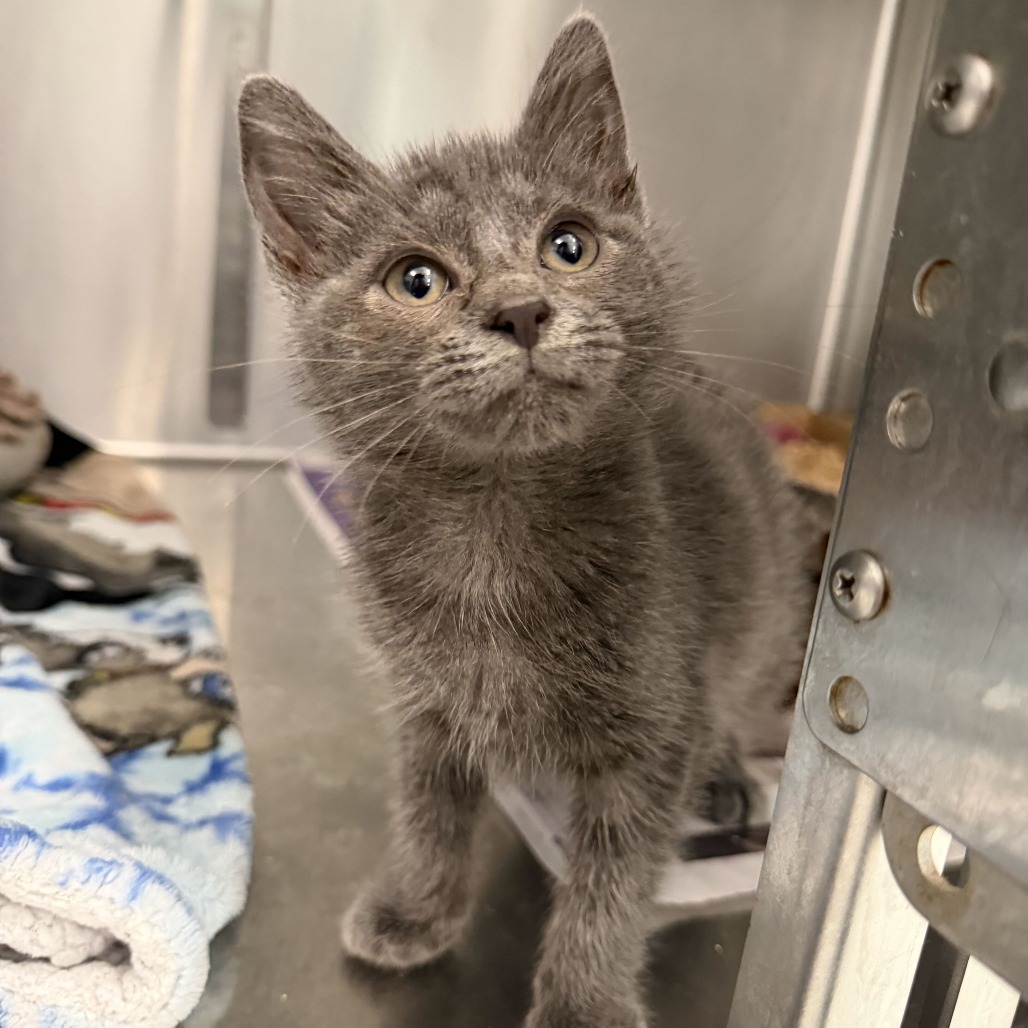 JACKIE - Domestic Medium Hair available for adoption