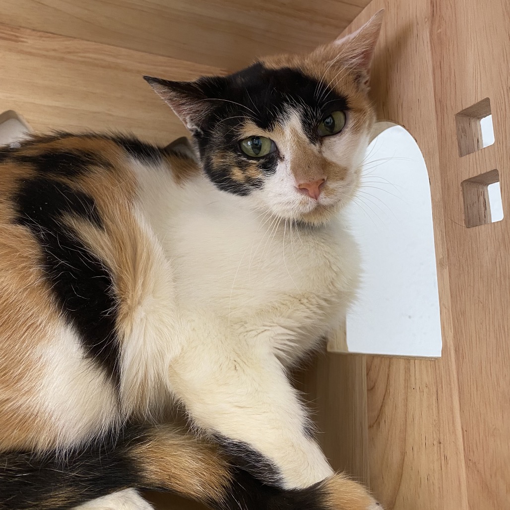 FAIRY - Domestic Shorthair available for adoption