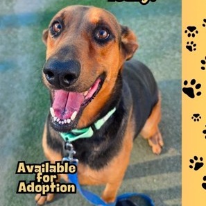 Zelda — thumbnail 5