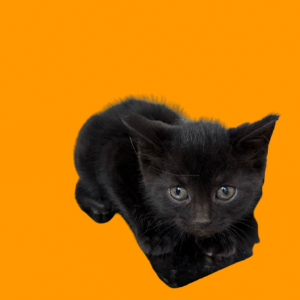 Tusc Stray 80516