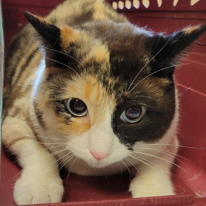PACHINKO - Domestic Shorthair available for adoption
