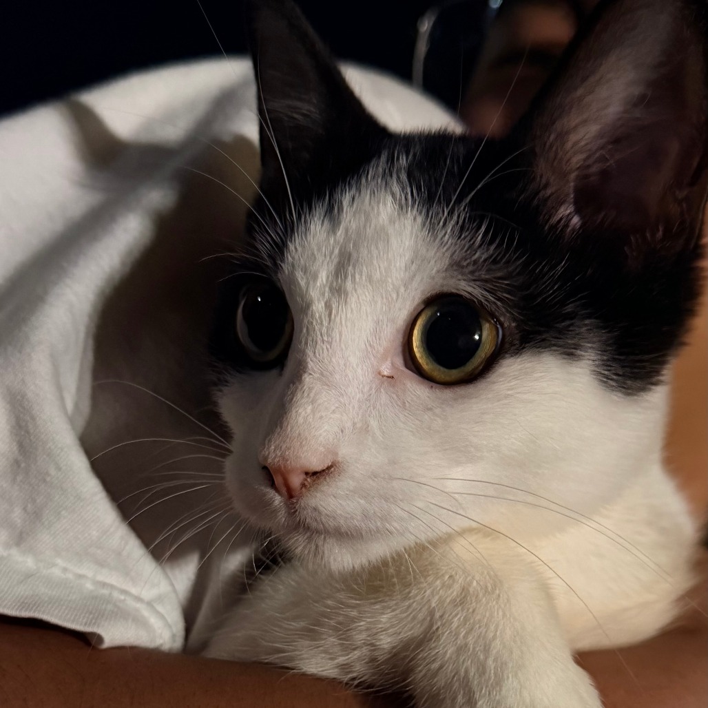 SUKI - Domestic Shorthair available for adoption