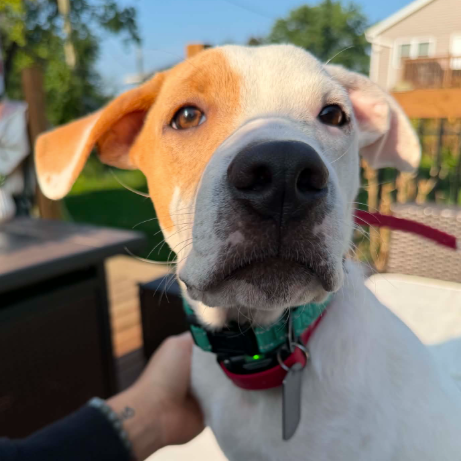 Ollie, available for adoption