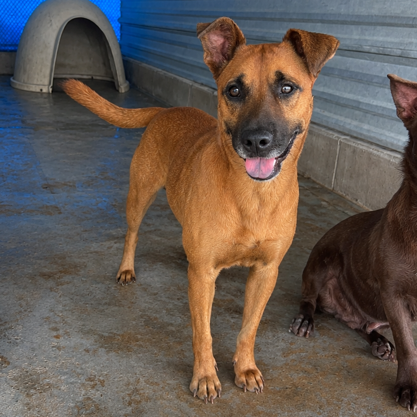 Photo of Ender, available for adoption at PVAS