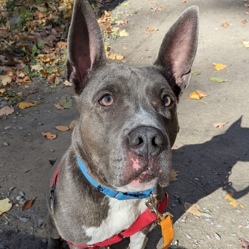 Photo of King Beetle 28