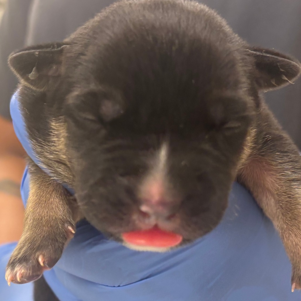 Poppy — thumbnail 2