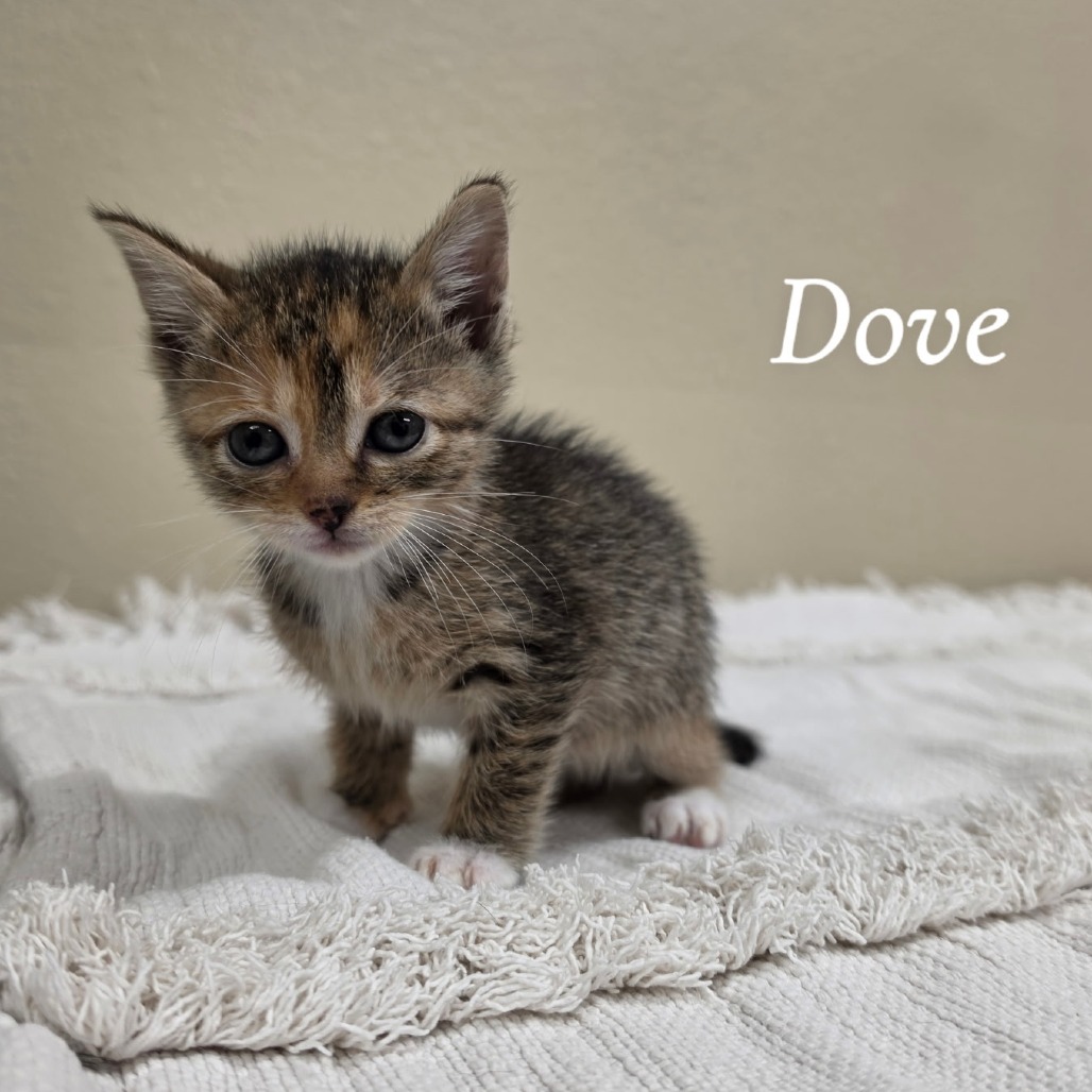 Dove