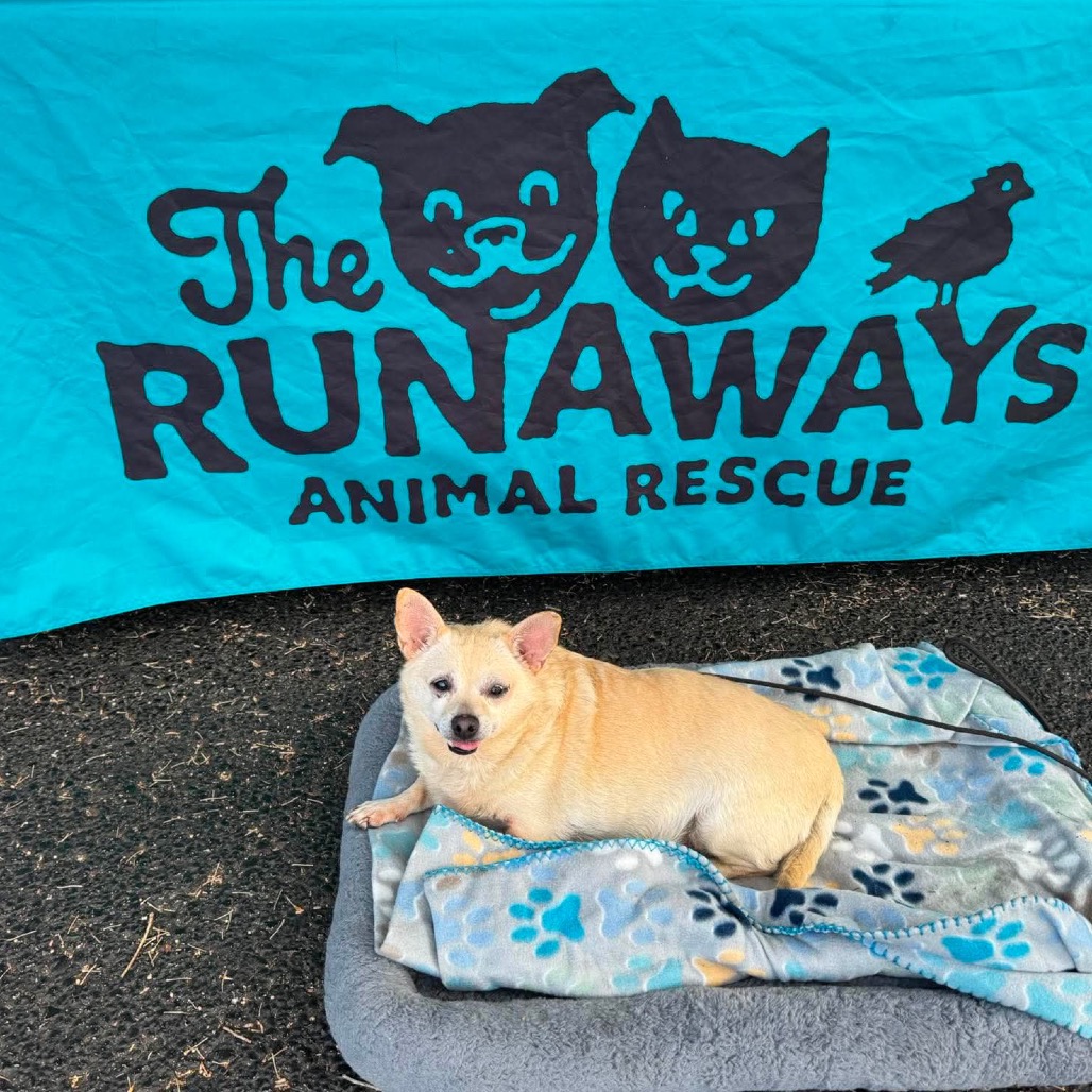 Biscuit is available for adoption at The Runaways Animal Rescue
