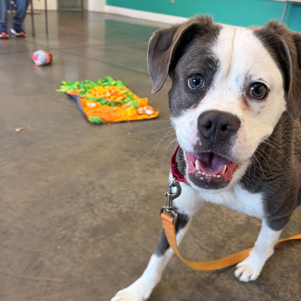 Photo of Sastrugi 11