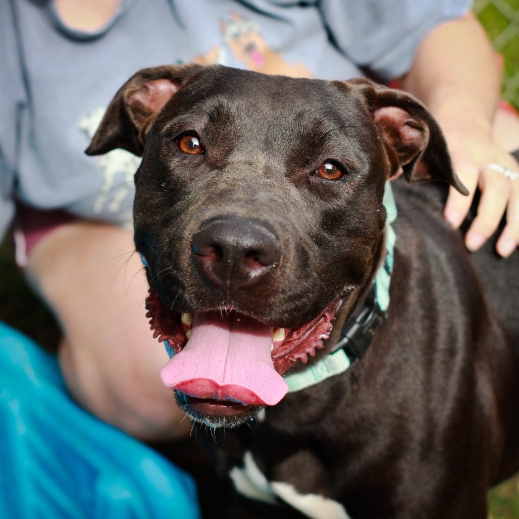 MONICA - Mastiff / Bulldog available for adoption