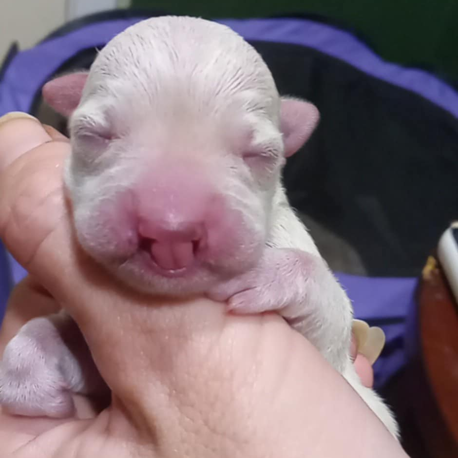 Snuffles — thumbnail 4