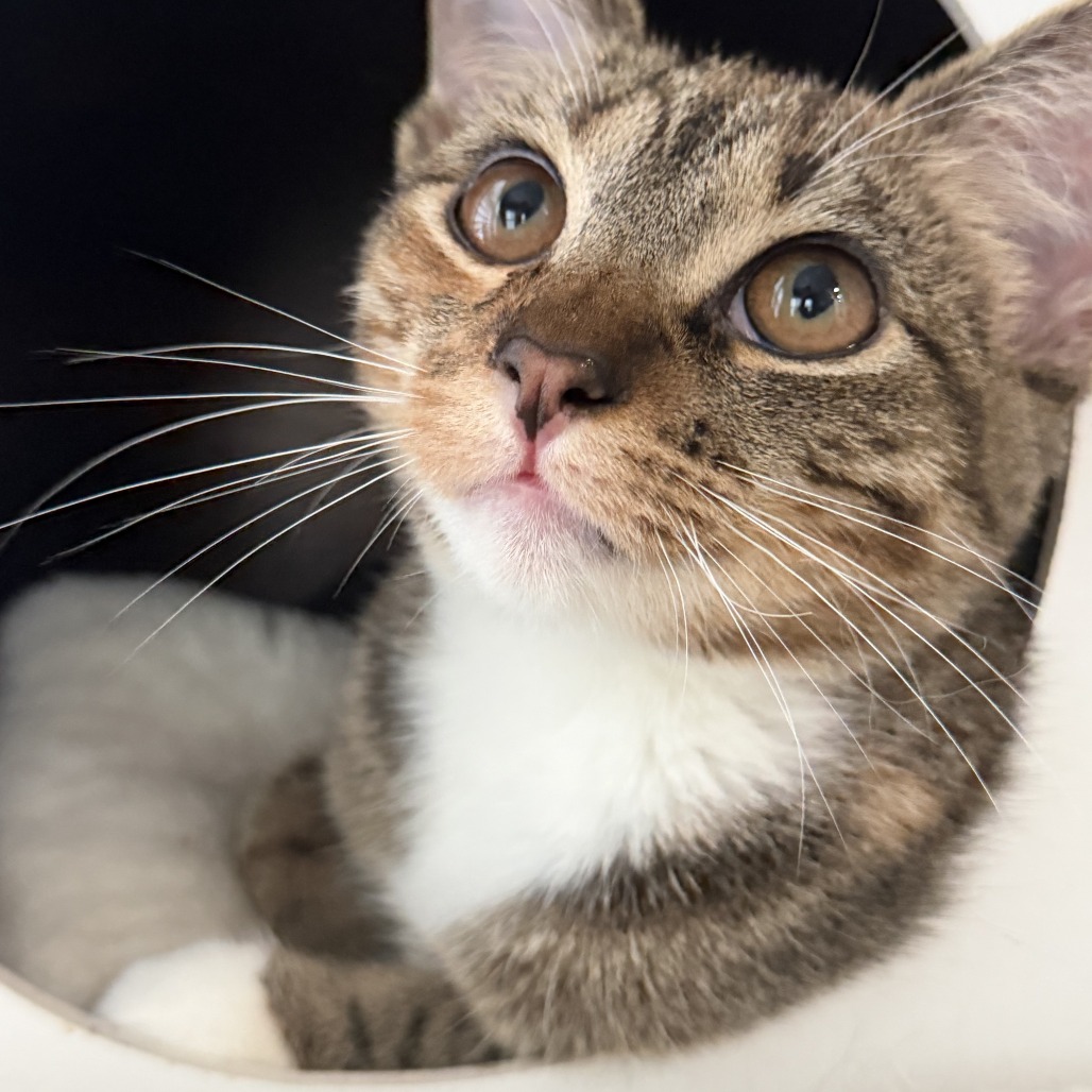 LAGOON - Domestic Shorthair available for adoption
