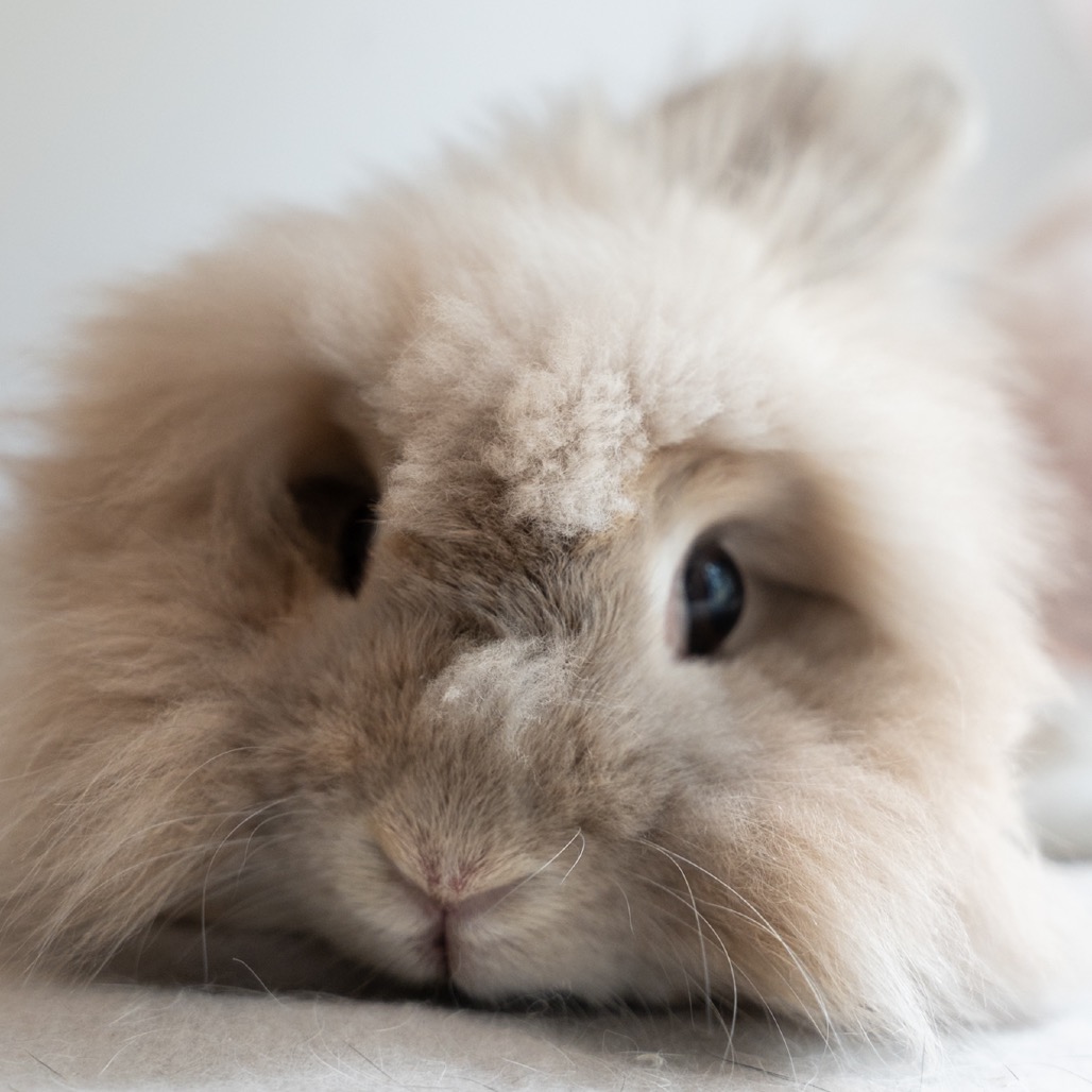 Goldie is available for adoption at Georgia House Rabbit Society