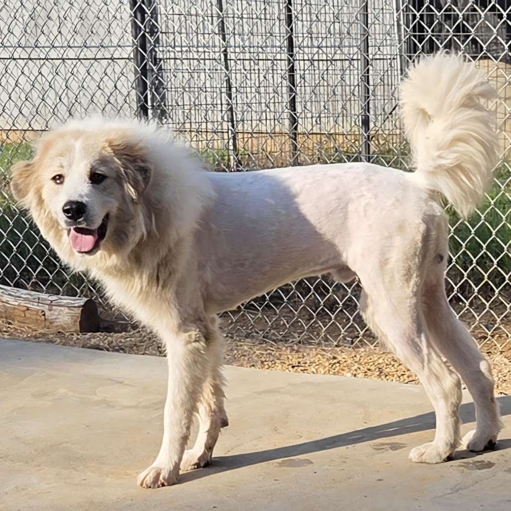 Mufasa — thumbnail 3