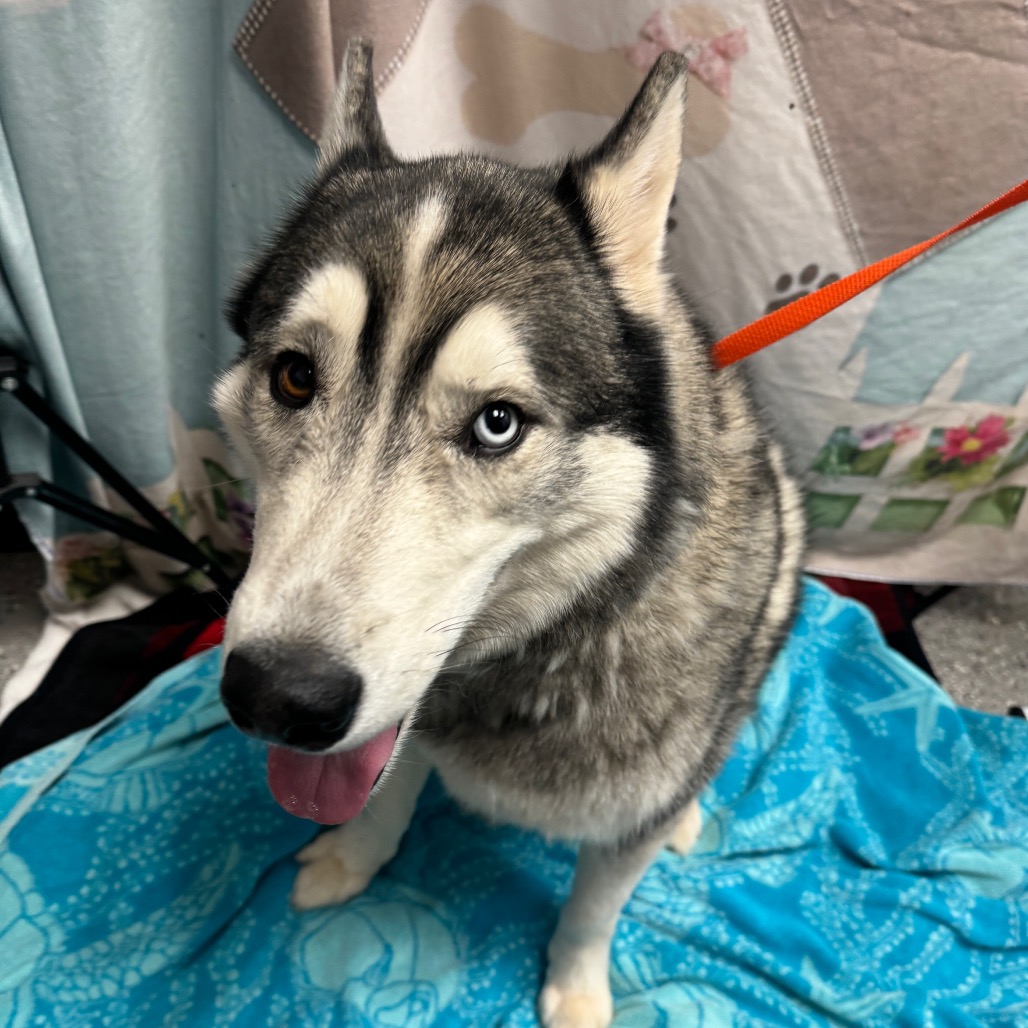 DIESEL - Husky available for adoption