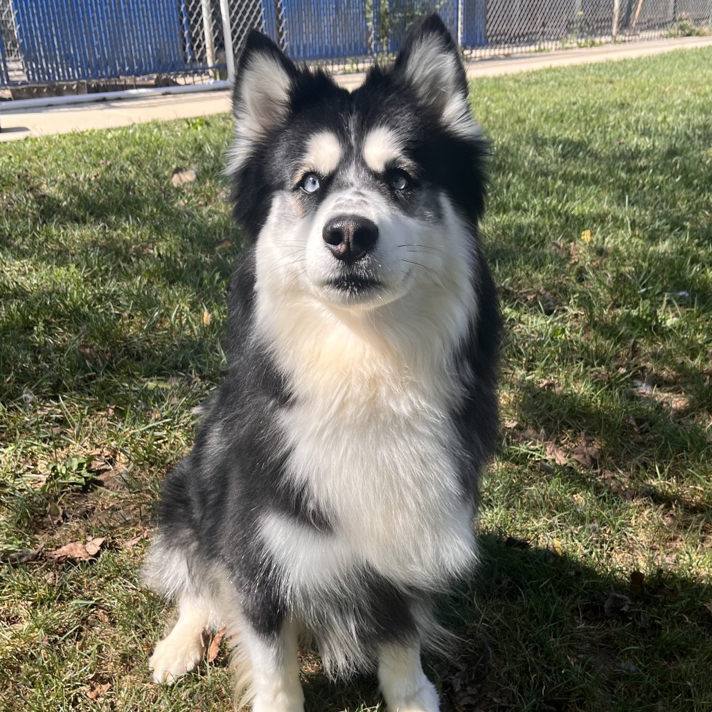 Mariposa is available for adoption at Humane Society of Greater Kansas City
