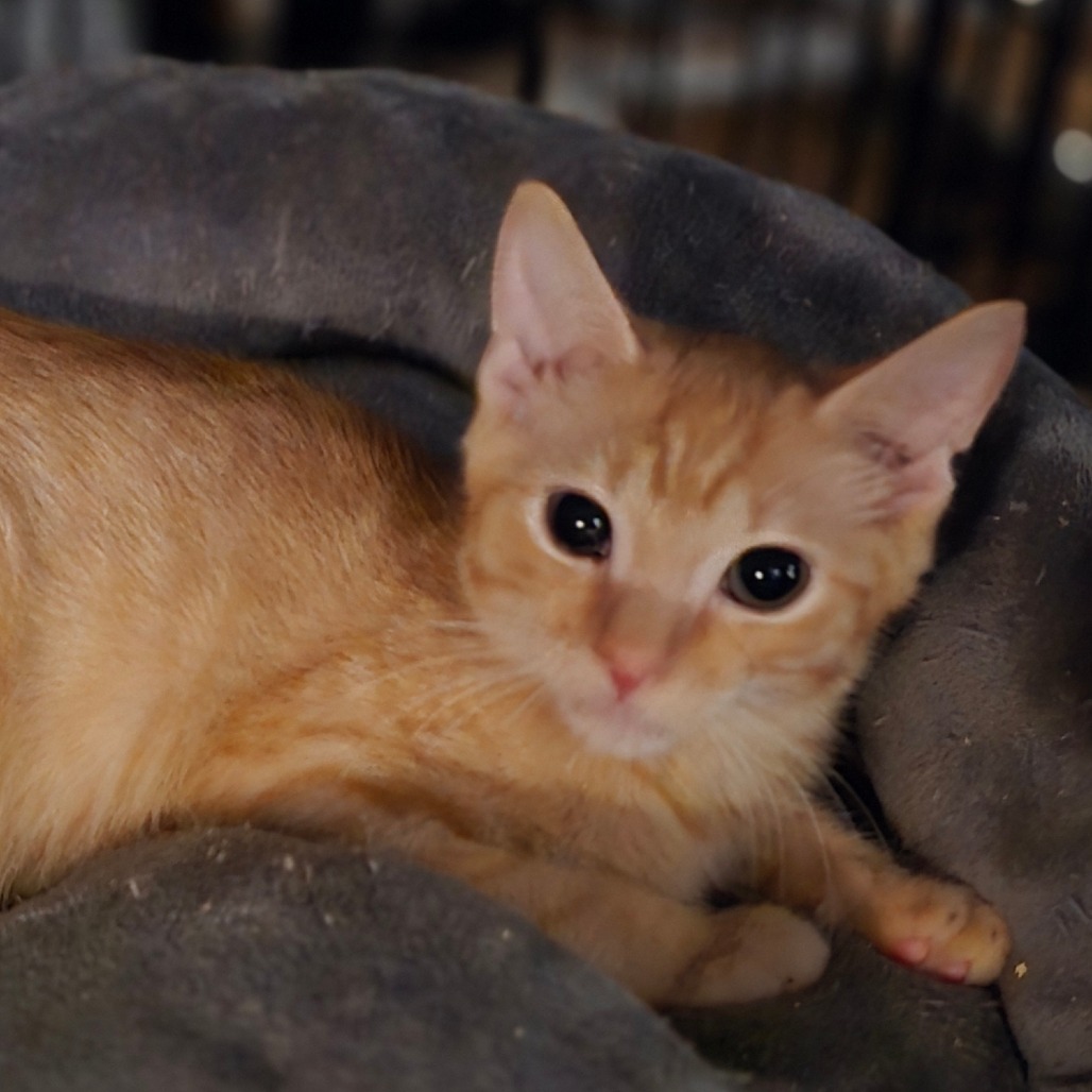FINN - Domestic Shorthair available for adoption