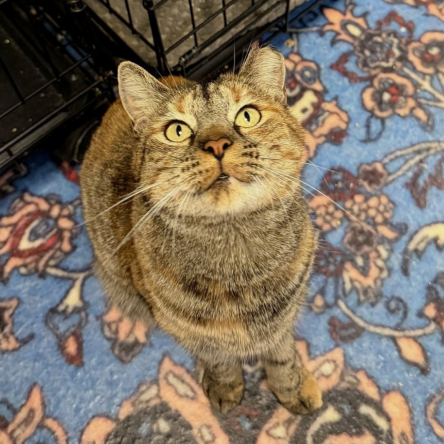 BINDI - Domestic Shorthair available for adoption