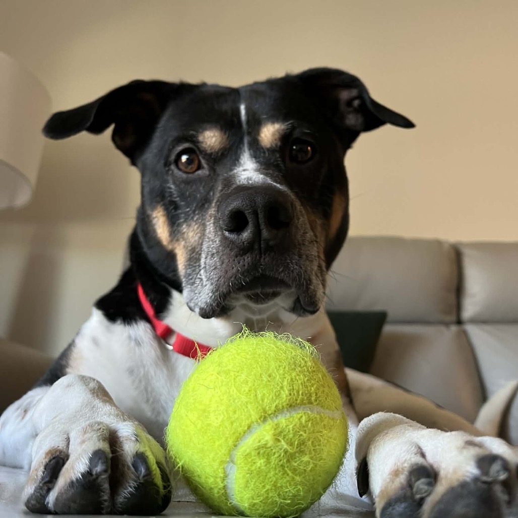 Han Solo — thumbnail 9