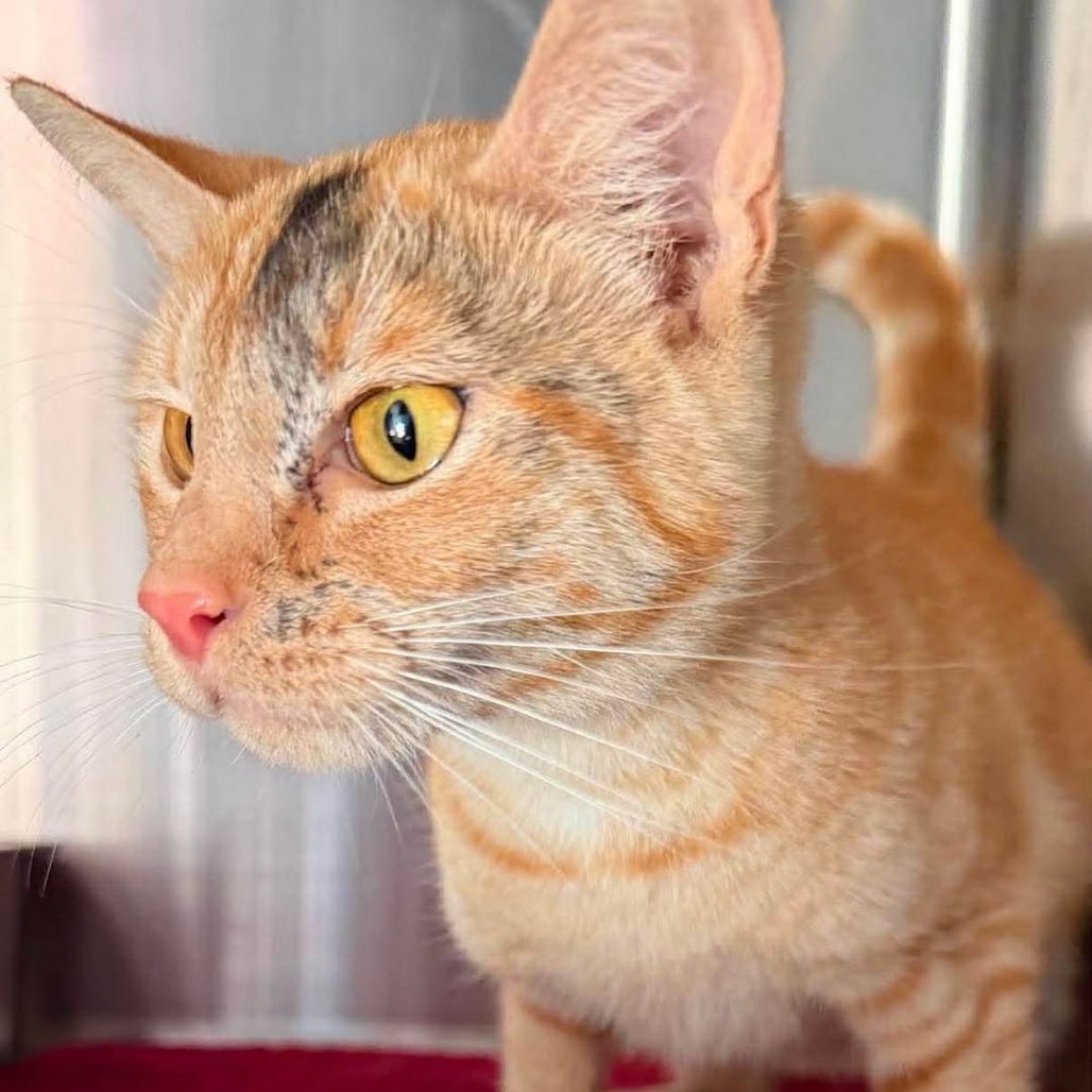 GOLDIE HAWN - Domestic Shorthair available for adoption