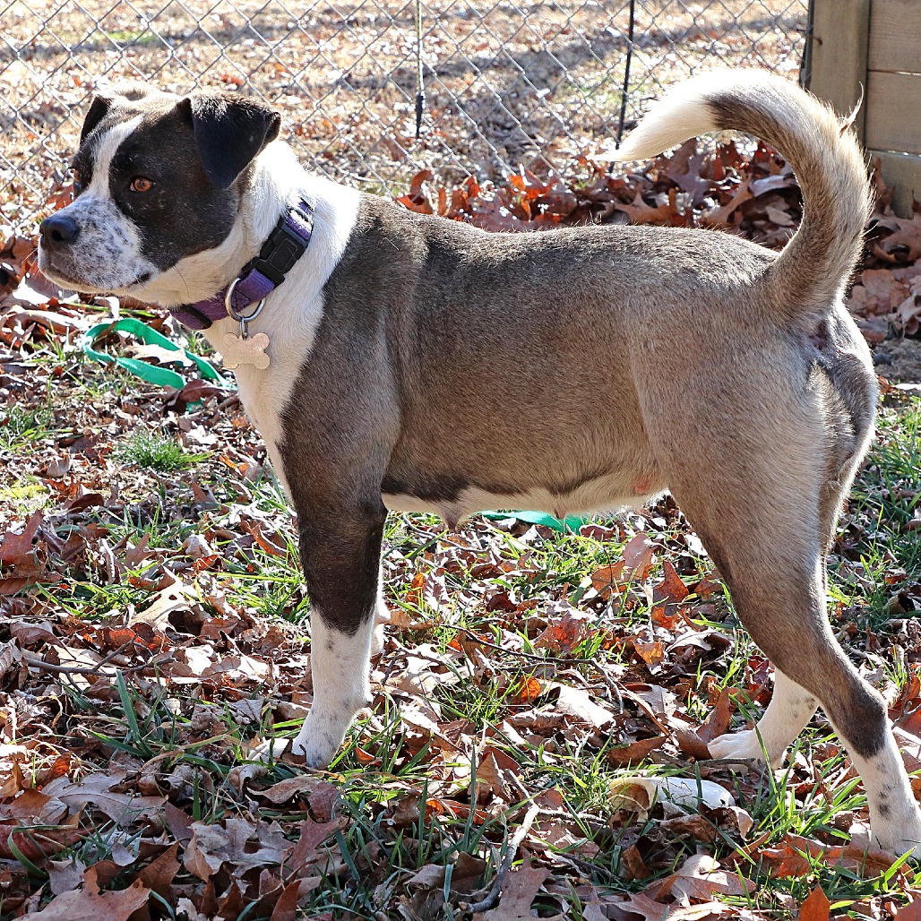 Maura is available for adoption at PetConnect Rescue