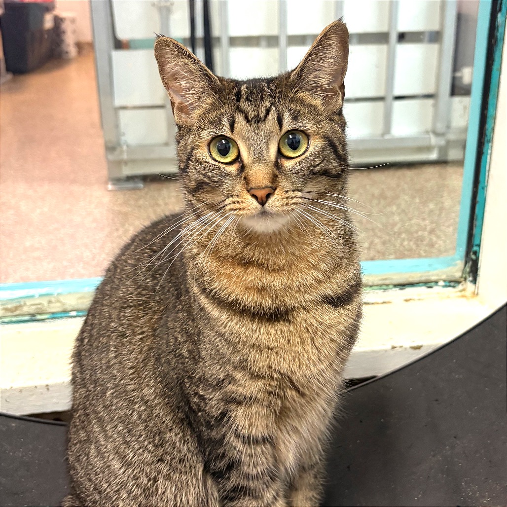 Kit Kat photo 8
