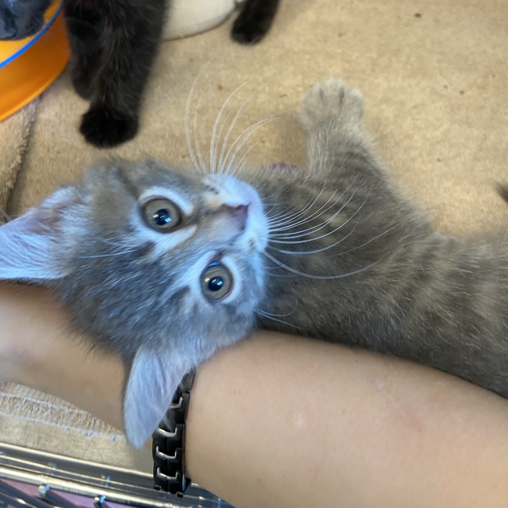 BACON - Domestic Shorthair available for adoption