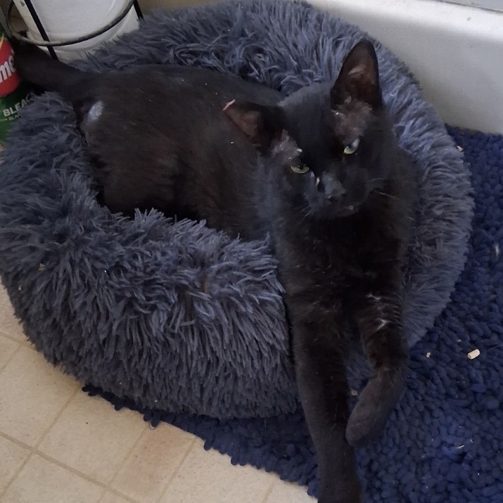 BINX - Domestic Shorthair available for adoption