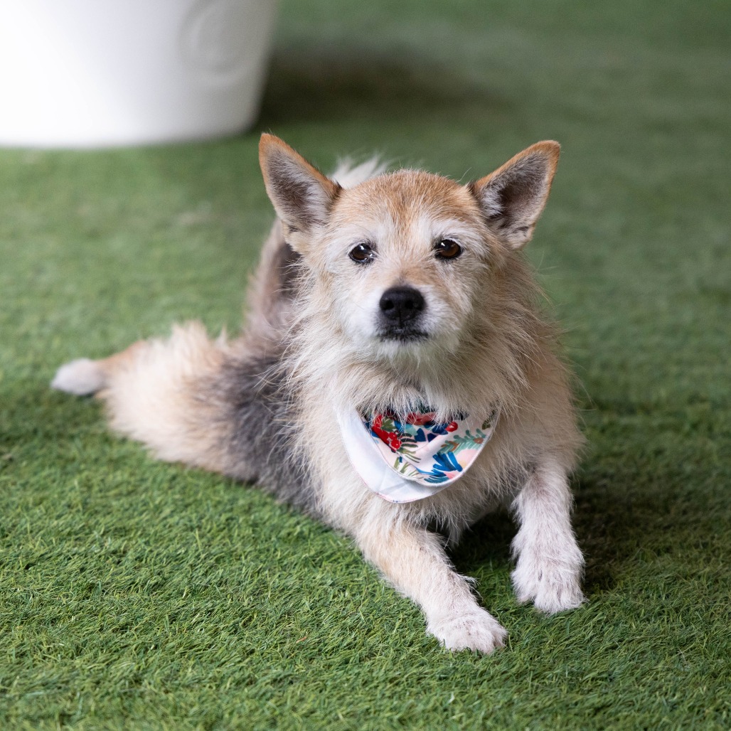 Terrier