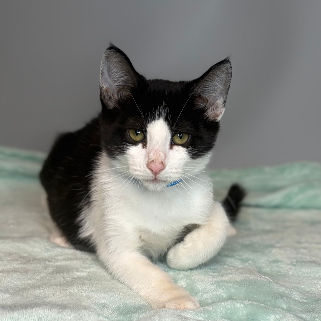 FIGARO - Domestic Medium Hair available for adoption