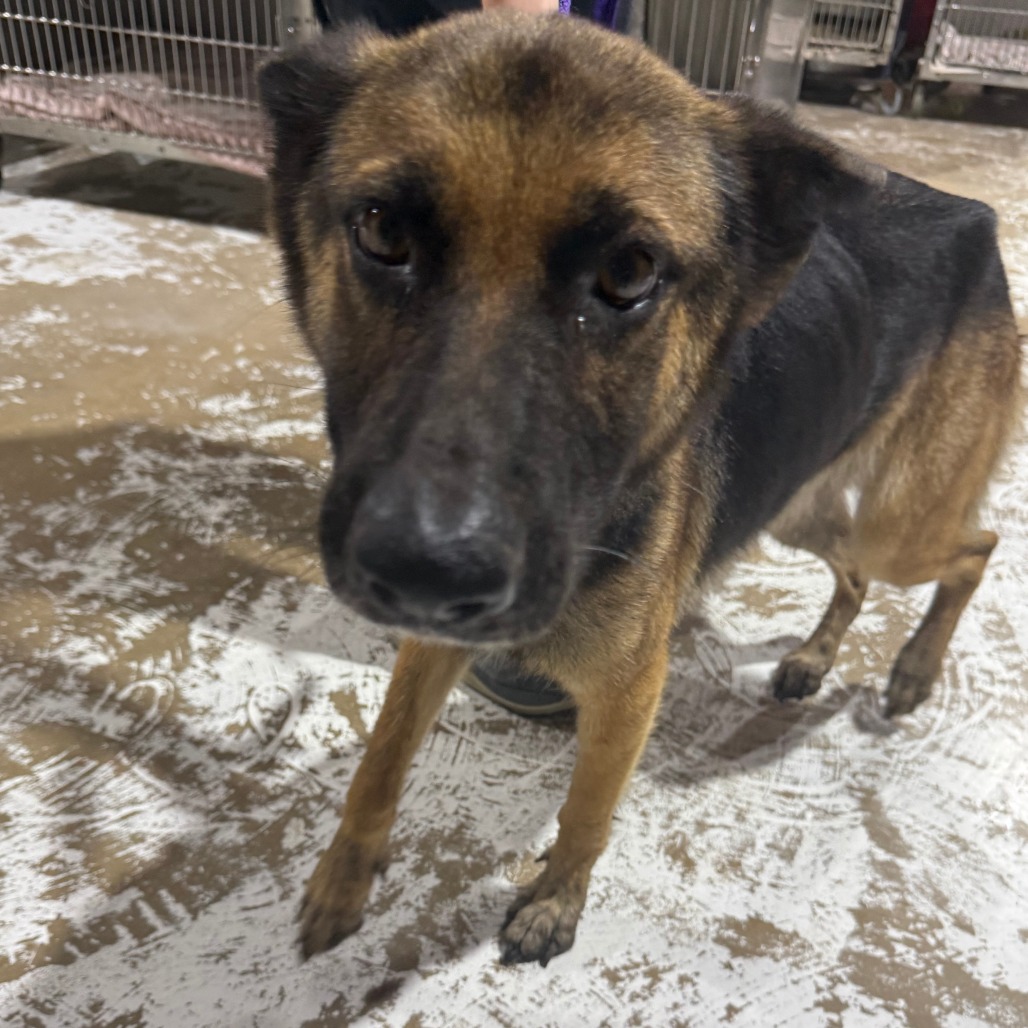 CELIA MAE (DOG 2) - Shepherd / German available for adoption