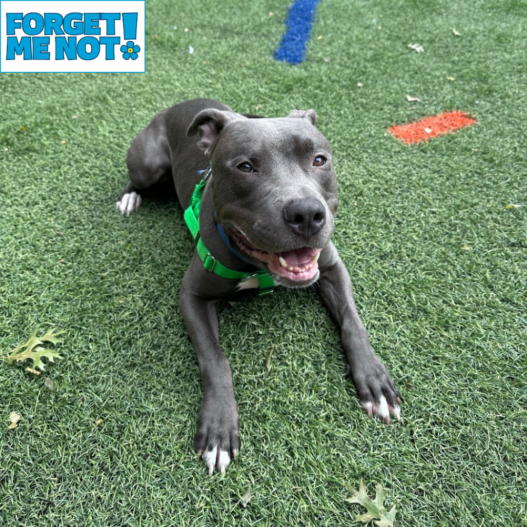 ARTHUR - Terrier / American Pit Bull available for adoption