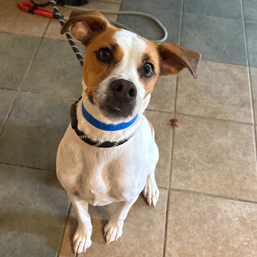 Rockie — thumbnail 7