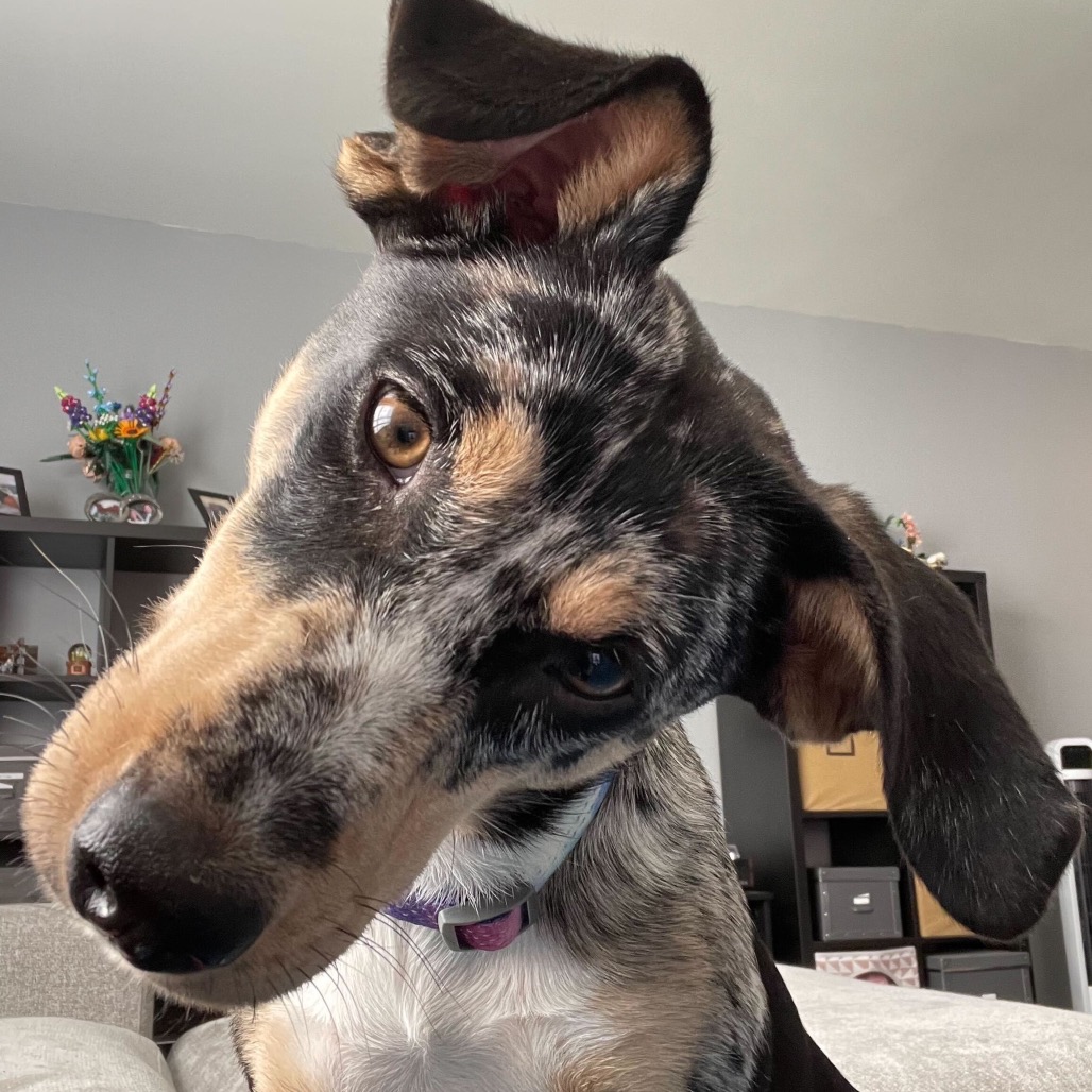 Maxi — thumbnail 3