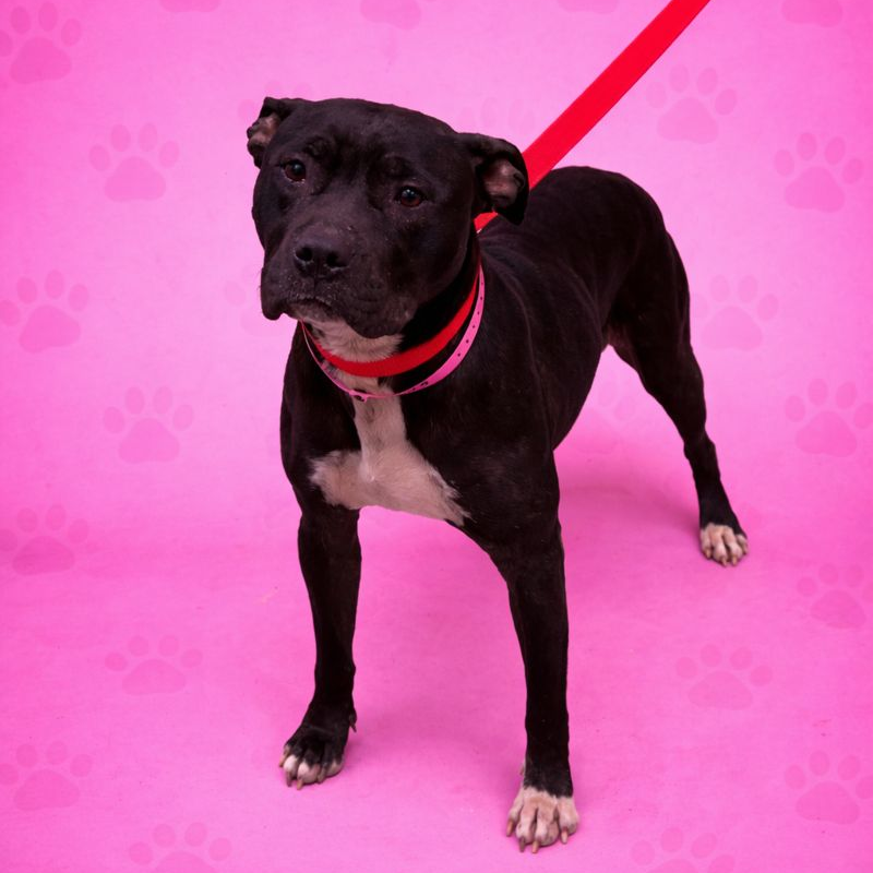 Sunny — thumbnail 14