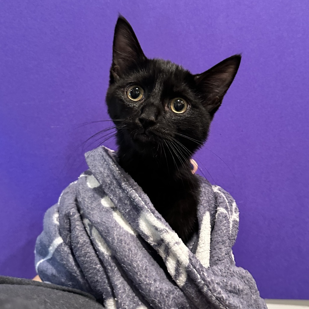 SHIRT - Domestic Shorthair available for adoption