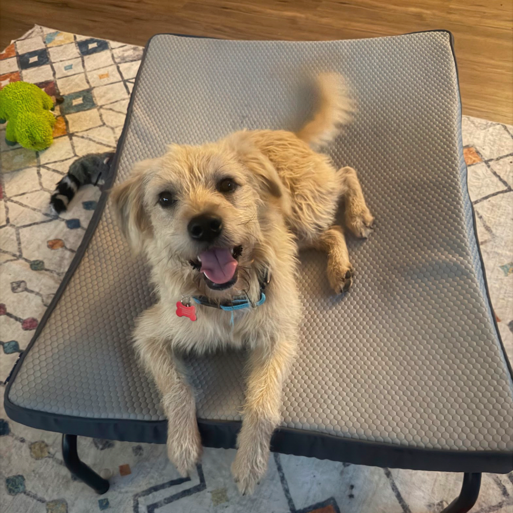 Baxter2, photo 6