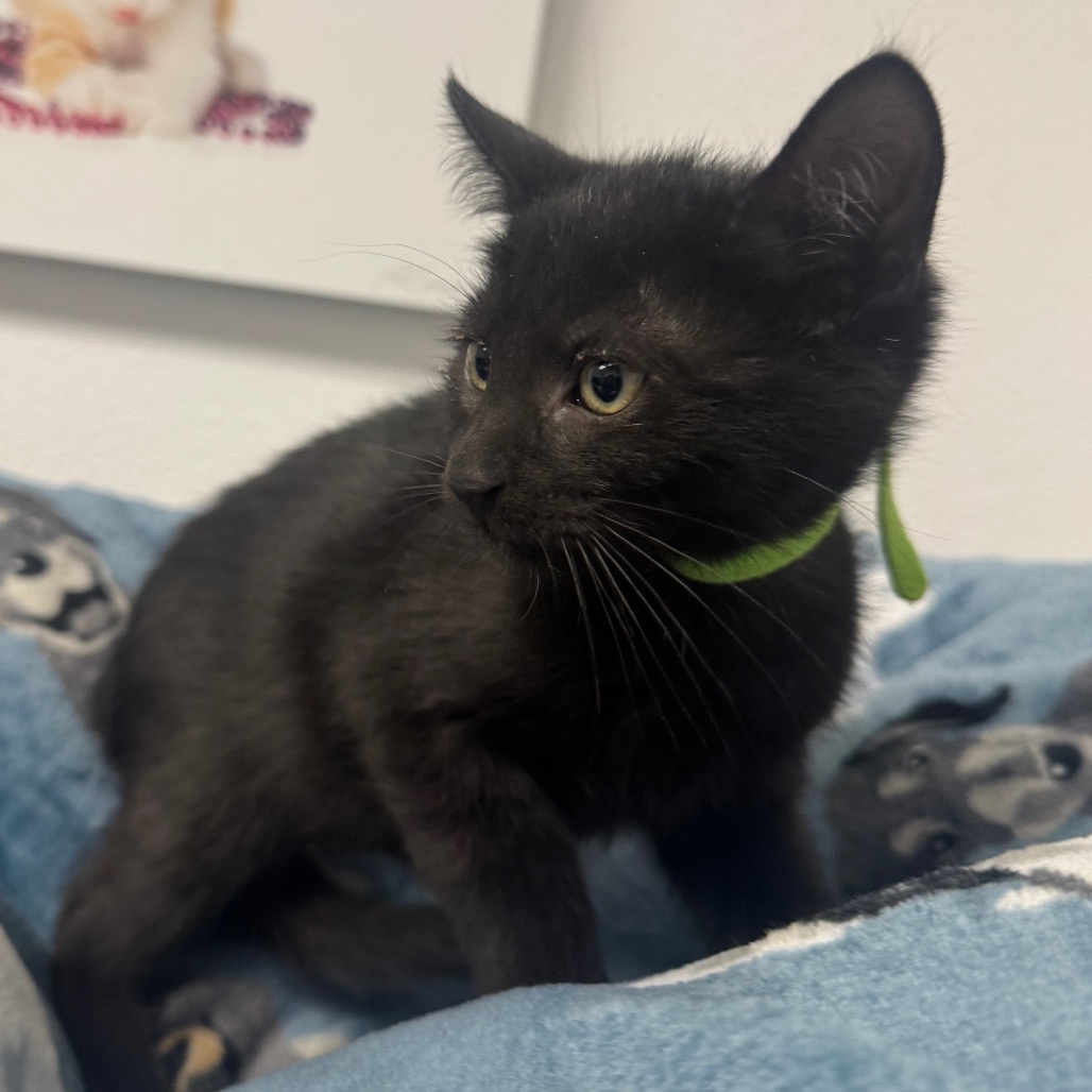 MERLIN (GRN COLLAR) - Domestic Shorthair available for adoption