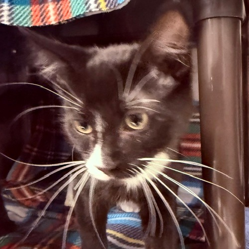 JACK - Domestic Medium Hair available for adoption