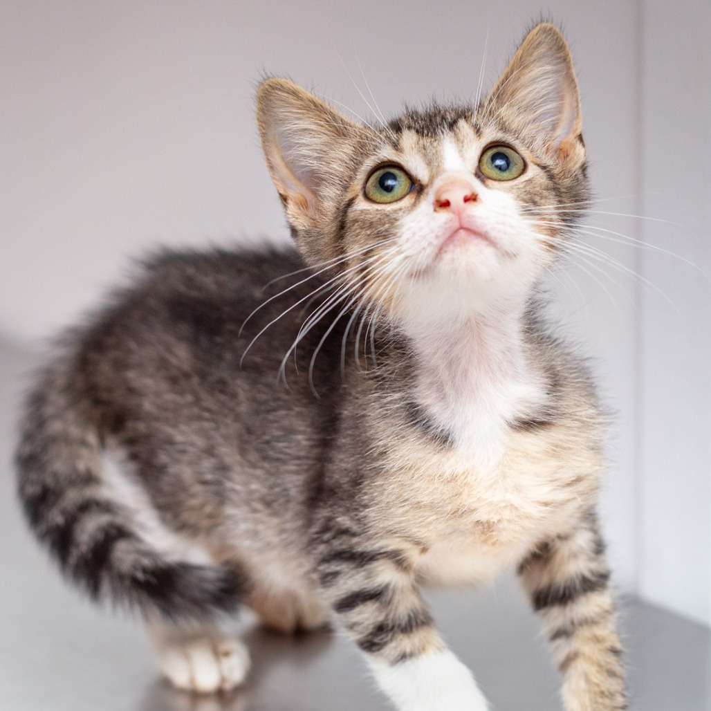 ORECCHIETTE - Domestic Shorthair / Mix available for adoption