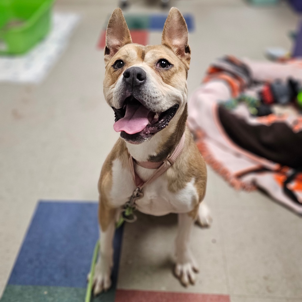Roo