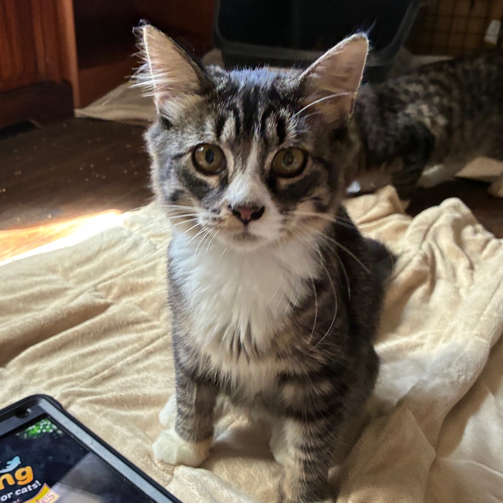 Eli, an adoptable cat