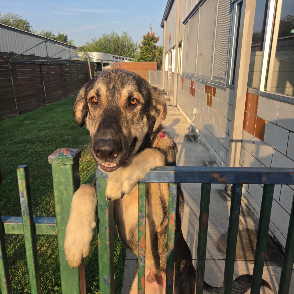 BENITO - Shepherd / German available for adoption