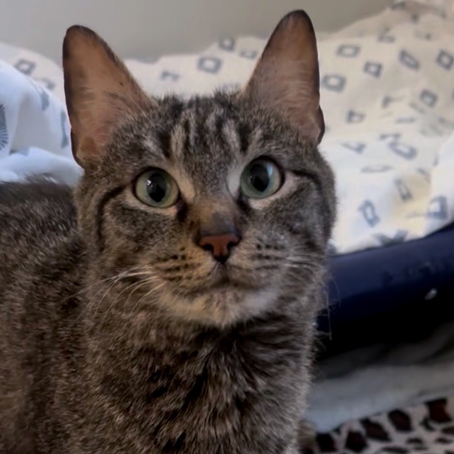 Maxine — thumbnail 4