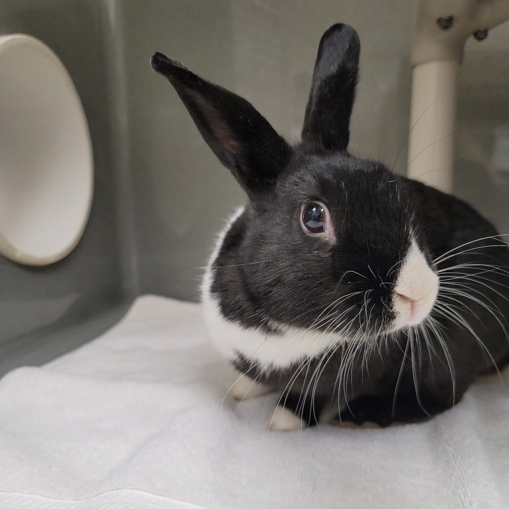 HOPPER is available for adoption at Nevada SPCA